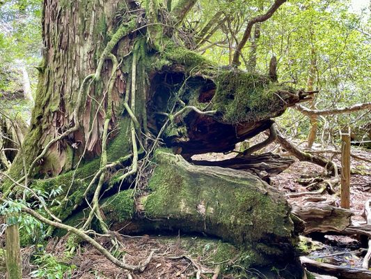 Yakusugi Land by null