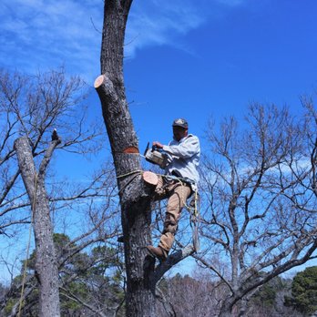 Longview Tree Service - Tree Services Near Me Longview Tree Service - Tree Services Near Me