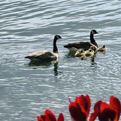 Macdonalds Hudson Bay Resort - Geese with babies takin from inside the cabin