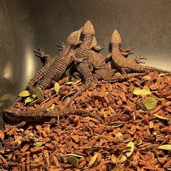 Reptile Realms - Armadillo lizards - Festivals Near Me - San Jose, California Reptile Realms - Armadillo lizards - Festivals Near Me - San Jose, California