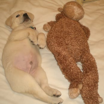 Legacy Labradors - Pet Breeders Near Me - Terrell, Texas Legacy Labradors - Pet Breeders Near Me - Terrell, Texas