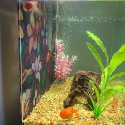 I think the fish I bought Tuesday 5 days ago are dying. I tested the water and it's perfect. I think the fish I bought Tuesday 5 days ago are dying. I tested the water and it's perfect.