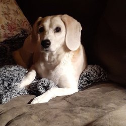 The Farm Store - 14 yrs young looking for a little brother or sister.