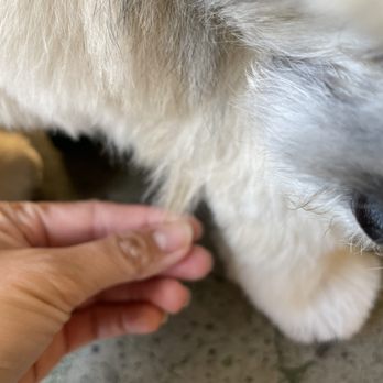 Blue Moon Pet Wash - So uneven - Pet Groomers Near Me - Fremont, California Blue Moon Pet Wash - So uneven - Pet Groomers Near Me - Fremont, California