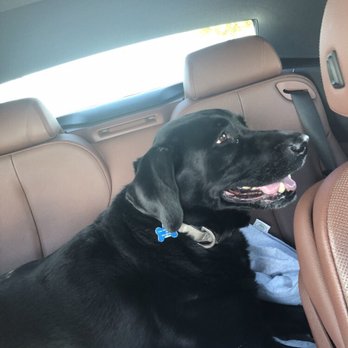 Pet Home Euthanasia Service - Pet Cremation Services Near Me Pet Home Euthanasia Service - Pet Cremation Services Near Me