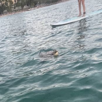 Nocturnal Adventures Hawaii - Paddleboarding Near Me Nocturnal Adventures Hawaii - Paddleboarding Near Me