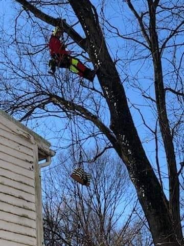 999 Tree Service Louisville KY - tree service in Shepherdsville, KY