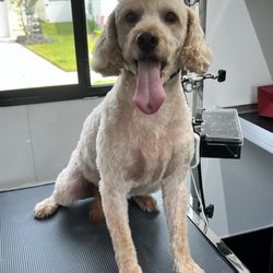 Riley Grooms & Pet Services