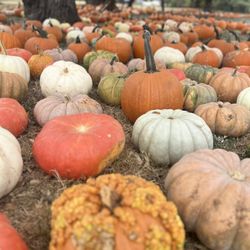 Round Rock Pumpkin Festival - Pumpkins!