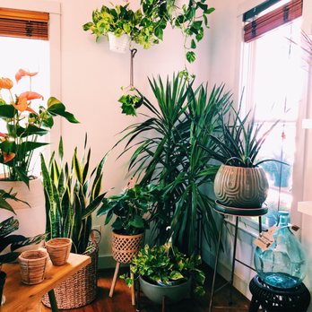Oasis Plant Shop - Nurseries & Gardening Near Me - Dallas, Texas