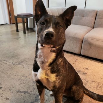 Grace - Dog friendly if your dog is friendly! #handsomefella - Medical Cannabis Referrals Near Me - Los Angeles, California Grace - Dog friendly if your dog is friendly! #handsomefella - Medical Cannabis Referrals Near Me - Los Angeles, California