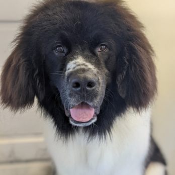The Local Floof by Jessie - Pet Groomers Near Me - Bend, Oregon The Local Floof by Jessie - Pet Groomers Near Me - Bend, Oregon