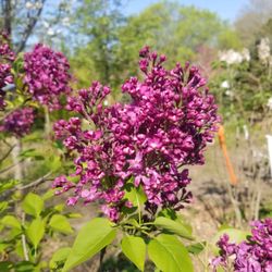 Botanical Creations Nursery - Pocahontas Lilac
