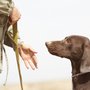 Photo of Pet Fence Solutions