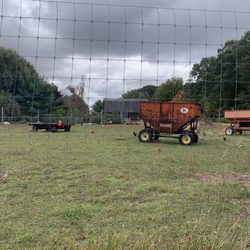 Scholl Farms - Free roaming chickens