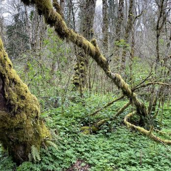 Coal Creek Natural Area - Parks Near Me - Bellevue, Washington Coal Creek Natural Area - Parks Near Me - Bellevue, Washington