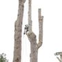 Photo of Wildwood Tree Care