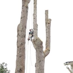 Wildwood Tree Care - Removing Large Deodar Cedars that have begun to fail very close to a house