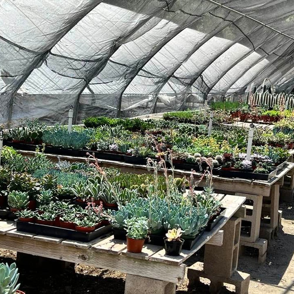 Sal’s Cactus Mart - Nurseries & Gardening Near Me - Fillmore, California Sal’s Cactus Mart - Nurseries & Gardening Near Me - Fillmore, California