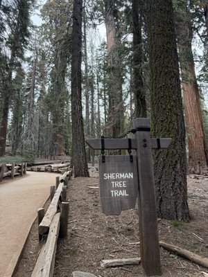 General Sherman Tree by null