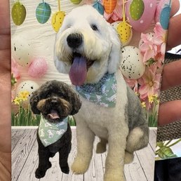 My 7 year old Maltipoo and 2 year old Sheep dog