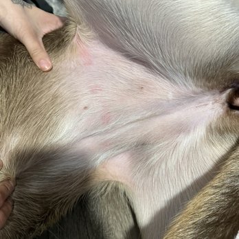 C U Pet Grooming - More scratches!!! - Pet Groomers Near Me - Anaheim, California C U Pet Grooming - More scratches!!! - Pet Groomers Near Me - Anaheim, California