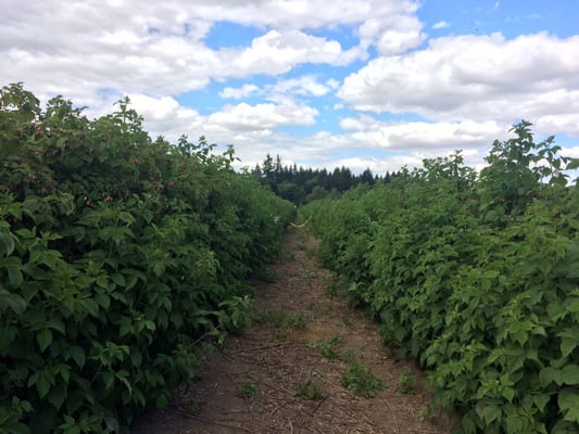 Peoria Road Farm Market by null