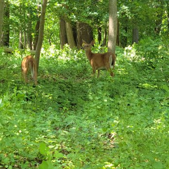 Lenoir Preserve - White-tail Deer - Parks Near Me - Yonkers, New York Lenoir Preserve - White-tail Deer - Parks Near Me - Yonkers, New York