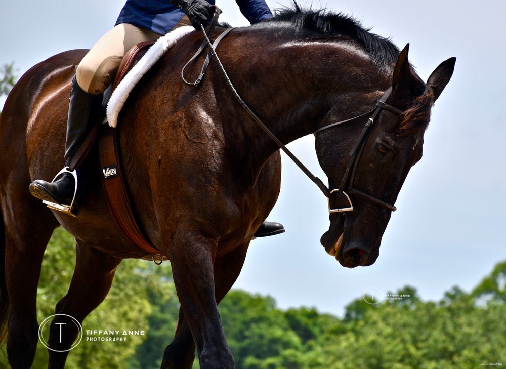 Mullet Hall Equestrian Center - equestrian in Johns Island, SC