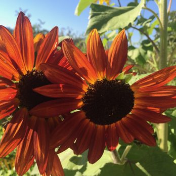 Brix - red sunflowers - New American Near Me - Napa, California Brix - red sunflowers - New American Near Me - Napa, California