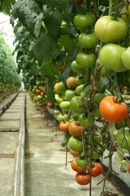 Ultimate Burger by null