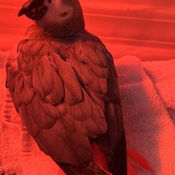 Feathered Friends Forever