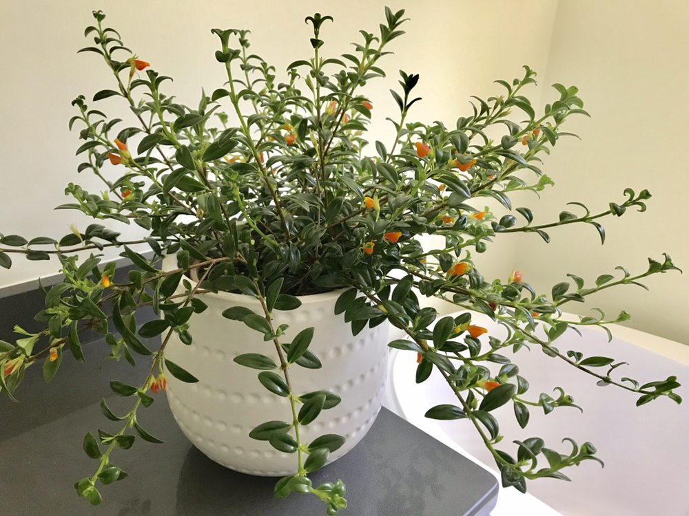 CONCORD HOUSEPLANTS Concord, Massachusetts Gardeners Phone Number