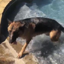Mia having a ball at Country Dog Ranch