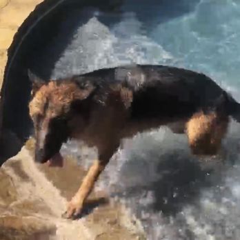 Country Dog Ranch - Mia having a ball at Country Dog Ranch - Pet Training Near Me - Los Angeles, California
