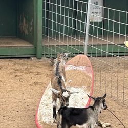Surfing goats
