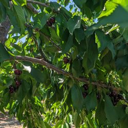 Diablo Cherries