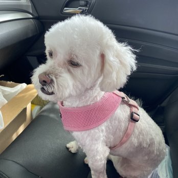 Kung Fu Shih-Tzu - Sigh. - Pet Groomers Near Me - Vancouver, Washington