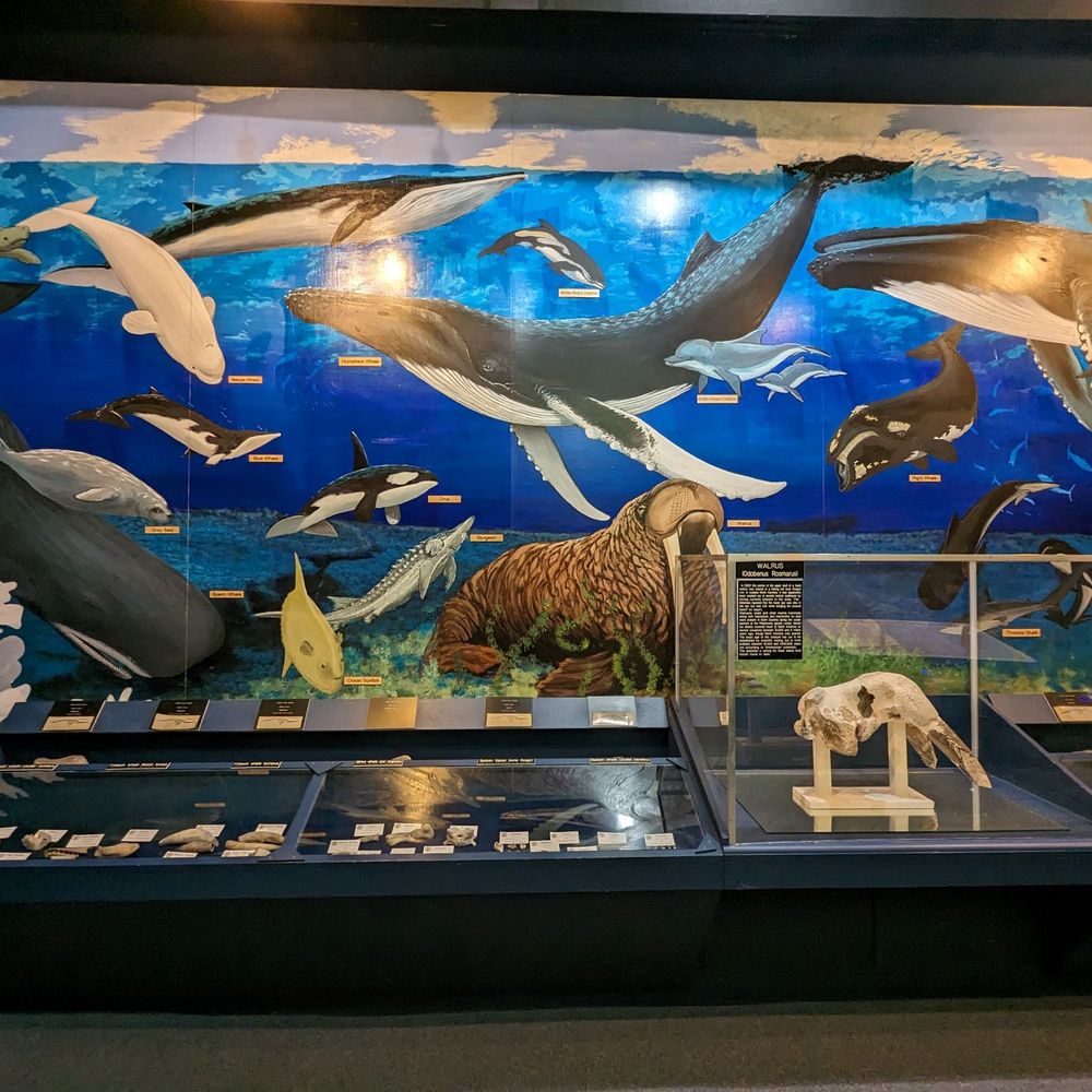 Aurora Fossil Museum - Museums Near Me - Aurora, North Carolina