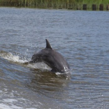 Dolphin Magic Tours - Tours Near Me - Savannah, Georgia