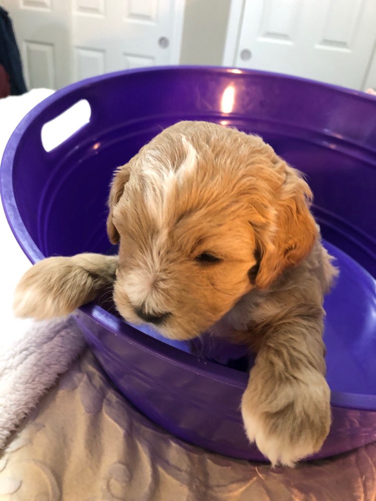 BAKERSFIELD VETERINARY HOSPITAL Updated August 2024 323 Chester Ave