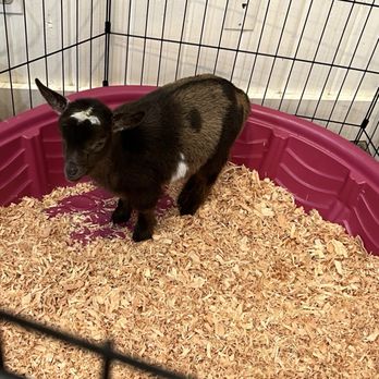 THE OLDE GOAT - Updated May 2025 - 41 Photos & 23 Reviews - 2106 Main