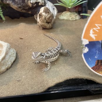 PetSmart - Pet Training Near Me - Jacksonville, North Carolina