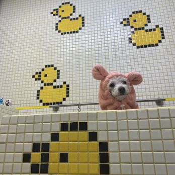 Pups La - Gracie during bath time at Pups.LA. ! - Pet Groomers Near Me - Los Angeles, California Pups La - Gracie during bath time at Pups.LA. ! - Pet Groomers Near Me - Los Angeles, California