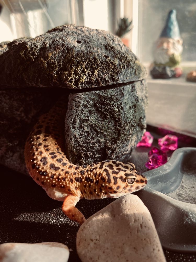 PRIMEVAL PETS Updated October 2024 2021 West Main St, Medford