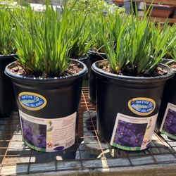 Wittendale's Florist & Greenhouses in East Hampton gift card