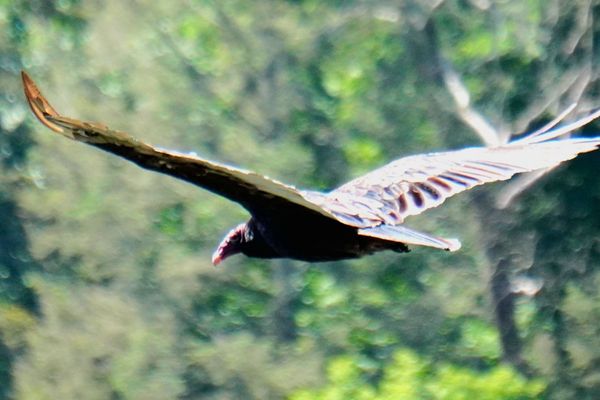 Castile Entrance / Letchworth State Park by null