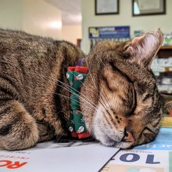 Alexandria Animal Hospital