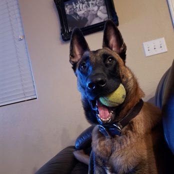 Harry Griffen Dog Park - Pet Services Near Me - La Mesa, California