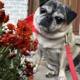 Happy customer:) amazing job on de-shedding plus zero post traumatic stress syndrome. Thank you! Happy customer:) amazing job on de-shedding plus zero post traumatic stress syndrome. Thank you!